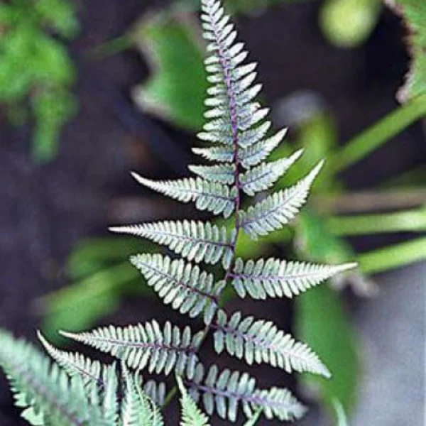 Athyrium Niponicum Pictum Metallicum – Fougère Femelle Japonaise