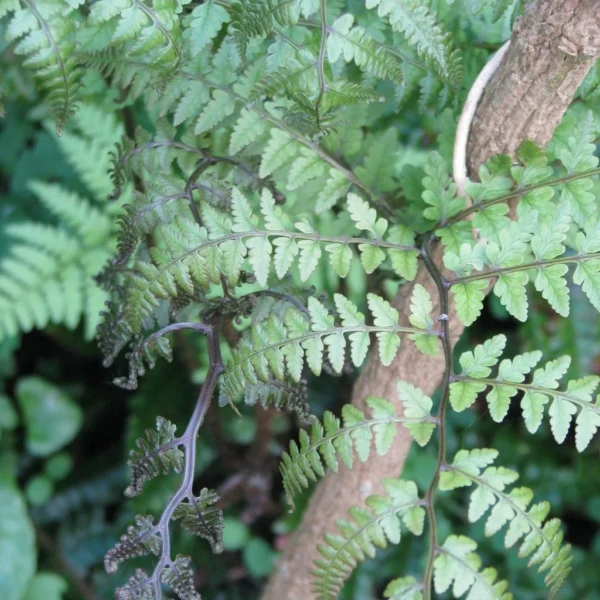 Athyrium Otophorum Var. Okanum – Fougère Femelle Du Japon