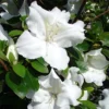 Azalée Japonaise Dorothy Heiden