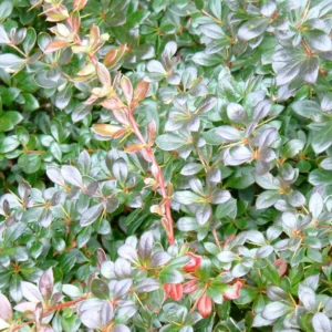 Berberis Media Red Jewel – Epine-vinette
