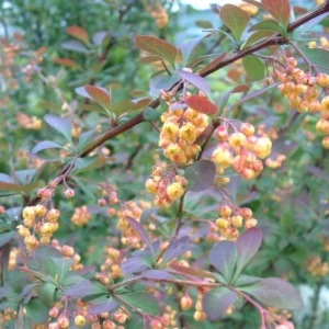 Berberis Ottawensis Auricoma – Epine-vinette.