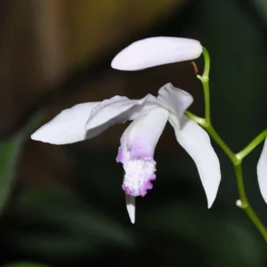 Bletilla Striata Kuchi-beni – Orchidée Jacinthe