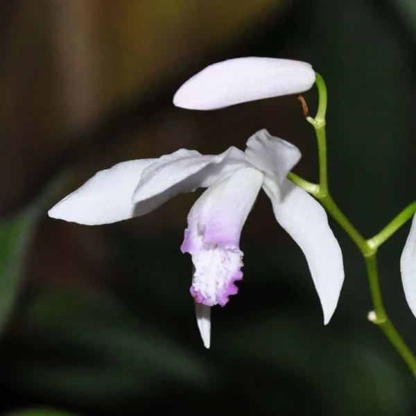 Bletilla Striata Kuchi-beni – Orchidée Jacinthe