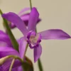Bletilla Striata Soryu Blue Dragon – Orchidée Jacinthe Bleue