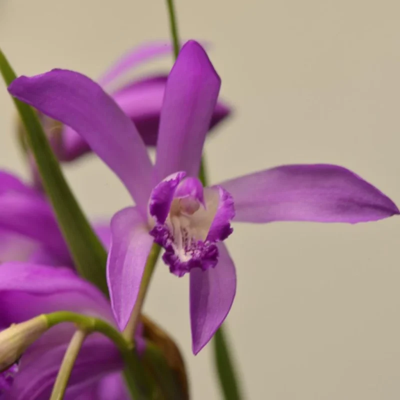 Bletilla Striata Soryu Blue Dragon, fleurs bleues