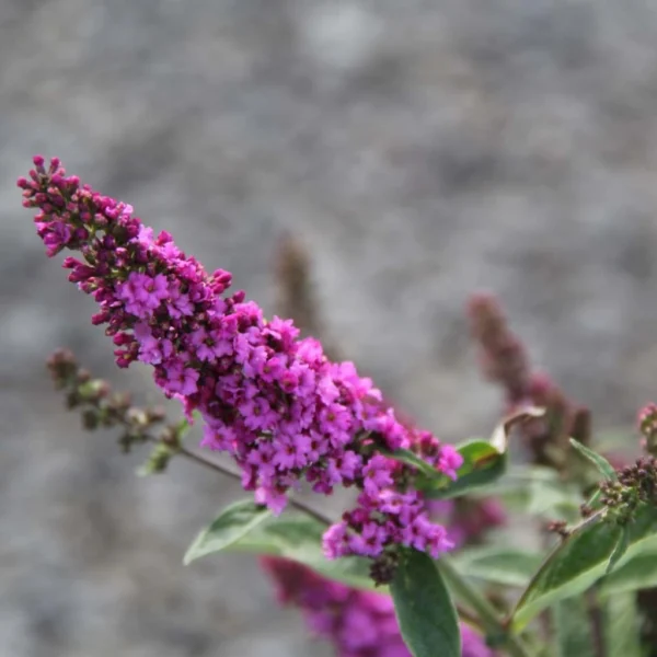 Buddleja Pink Micro Chip – Arbre Aux Papillons Nain