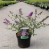 Buddleia Davidii Sophie – Arbre à Papillons