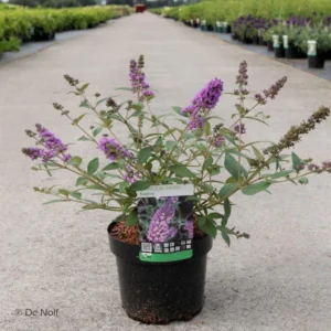 Buddleia Davidii Sophie – Arbre à Papillons