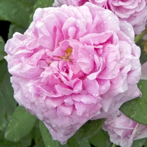 Rosier Ancien Comte De Chambord