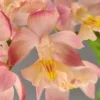 Calanthe Arizona Dream – Orchidée Vivace