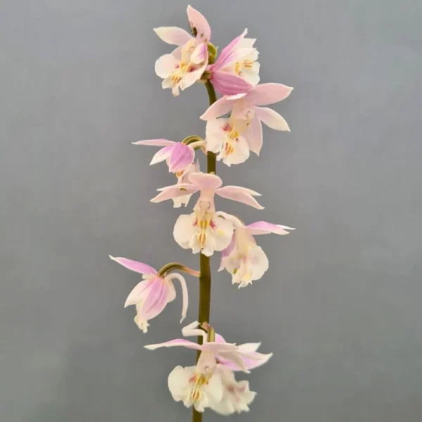 Calanthe Pink & Cream – Orchidée Vivace