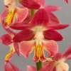 Calanthe Red Sunset – Orchidée Vivace
