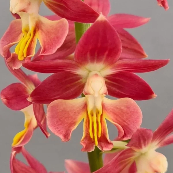Calanthe Red Sunset – Orchidée Vivace