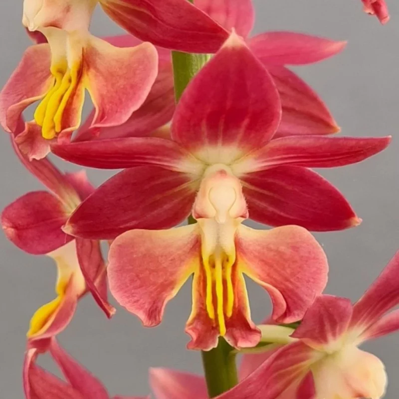 Calanthe Red Sunset - fleur