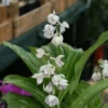 Calanthe Aristulifera – Ochidée Vivace