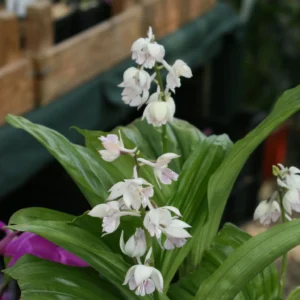 Calanthe Aristulifera – Ochidée Vivace