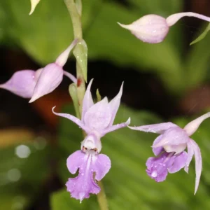 Calanthe Reflexa – Orchidée Vivace
