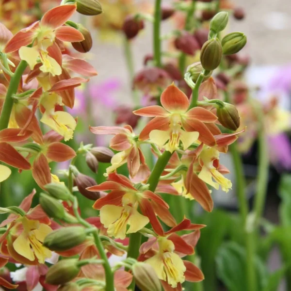Calanthe Tricarinata – Orchidée Vivace