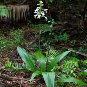 Calanthe Triplicata – Orchidée Vivace
