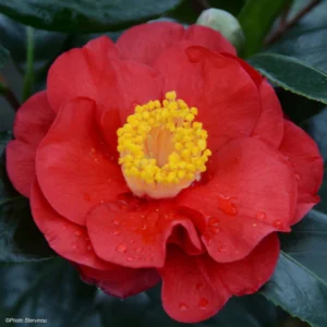 Camélia San Dimas – Camellia Japonica