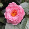 Camélia Traverso – Camellia Japonica