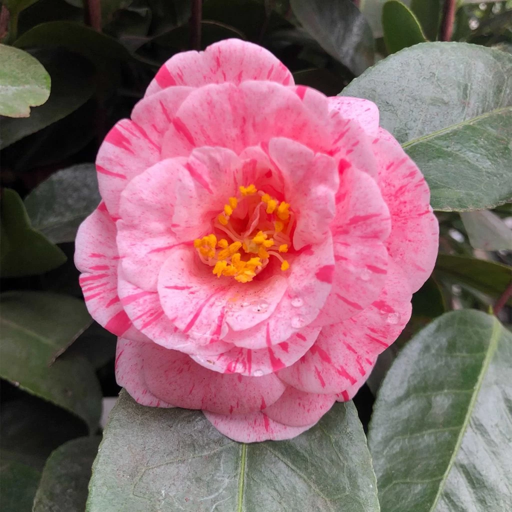 Camélia Traverso – Camellia Japonica