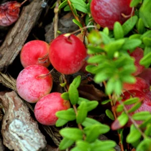 Canneberge Early Black – Vaccinium Macrocarpon – Cranberry