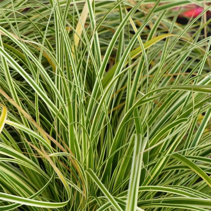 Carex Oshimensis Evercream, laîche panachée pour bordures