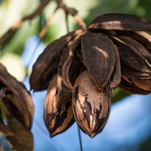 Carya Illinoinensis Choctaw – Noix De Pécan – Pacanier