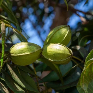 Carya Illinoinensis Delmas – Noix De Pécan – Pacanier
