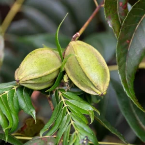 Carya Illinoinensis Mohawk – Noix De Pécan – Pacanier