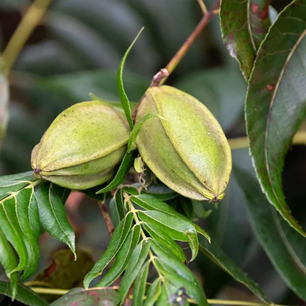 Carya Illinoinensis Mohawk – Noix De Pécan – Pacanier