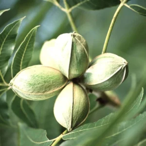 Carya Illinoinensis – Noix De Pécan – Pacanier