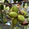 Carya Illinoinensis Pawnee – Noix De Pécan – Pacanier