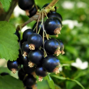 Cassissier Black’n Red Premiere – Ribes Nigrum