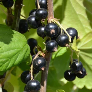 Cassissier Perles D’Auvergne – Georges Delbard