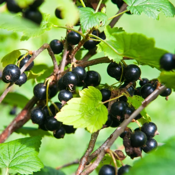 Cassissier Troll – Ribes Nigrum