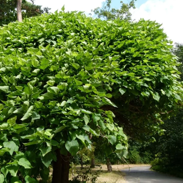 Catalpa Bignonioides Nana – Catalpa Boule