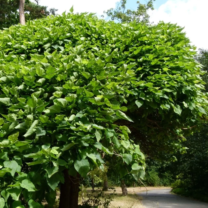 Catalpa Bignonioides Nana, arbre en boule