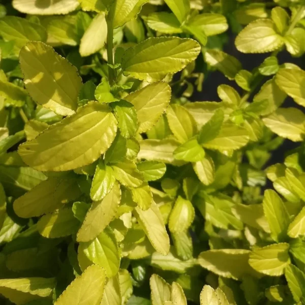 Céanothe Thyrsiflorus African Queen – Lilas De Californie
