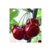 Cerisier Bigarreau Reverchon Bio