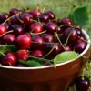 Cerisier Bigarreau Sunburst – Prunus Cerasus
