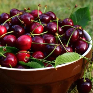 Cerisier Bigarreau Sunburst – Prunus Cerasus