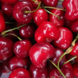 Cerisier Bigarreau Tardif De Vignola – Prunus Cerasus