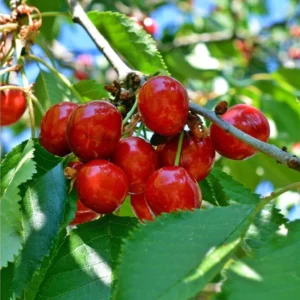 Cerisier Griotte Du Nord – Prunus Cerasus