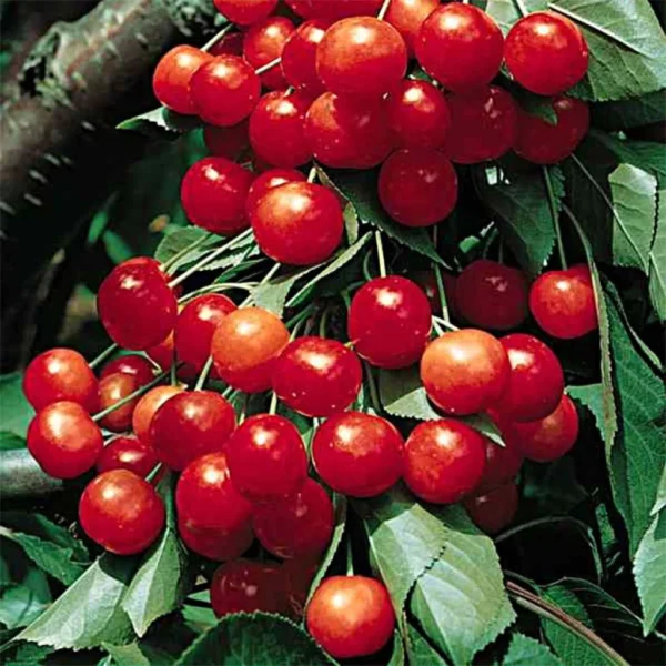Cerisier Griottier Griotte De Montmorency Bio