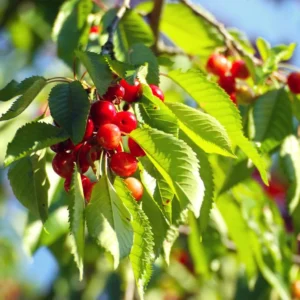 Cerisier Kelleriis 16 – Prunus Cerasus