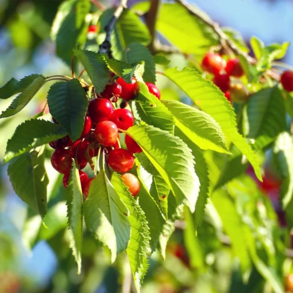 Cerisier Kelleriis 16 – Prunus Cerasus