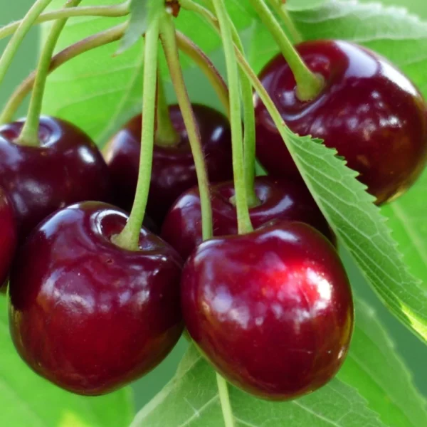 Cerisier Bigarreau Burlat Bio