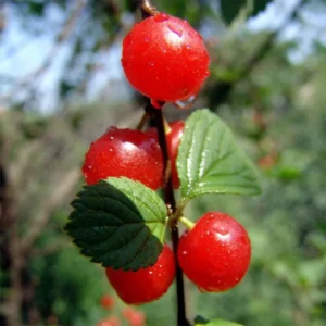 Cerisier Colonnaire Sylvia – Cerisier Nain